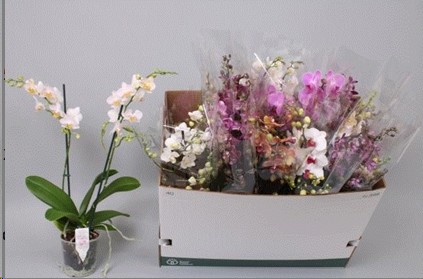 P. Phalaenopsis Mf Mixta 7Kl 12/55cm   2T x12