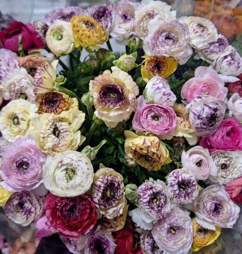 Ranunculos Italia Elegance Capuccino Color 45cm