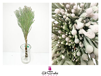 Safari Silver Brunia Leavis 50cm (7 Dias - 2�)