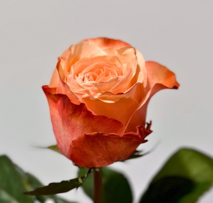Rosa Ecu. Kahala 70cm Peach (7 Dias - 2)