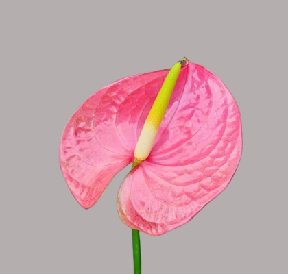 Anthurium Nac. Rosa x12