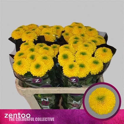 Uniflor Hol. Brasiliana 70gr Ama.