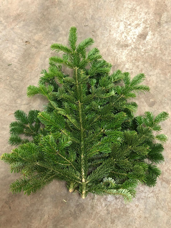 Abeto Nordmanniana Verde Paq 600gr