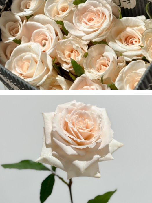 Rosa Ecu. Champagne 50cm