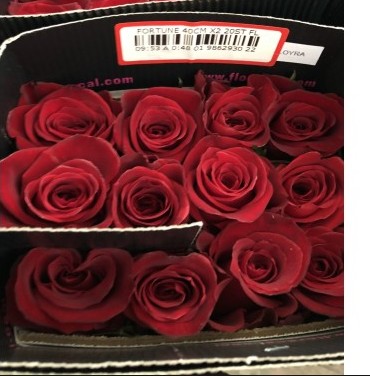 Rosa Ecu. Fortune 60cm Rj