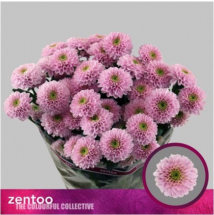 Margarita Hol. Letsgo Pink 70gr Rs.