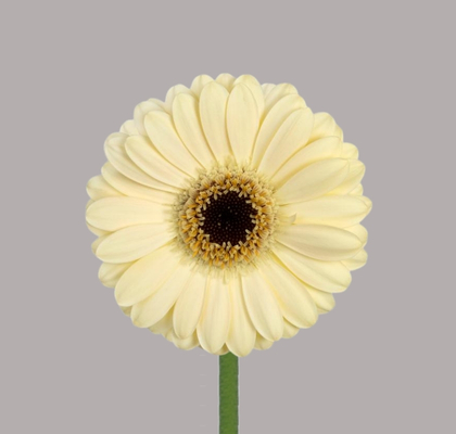 Gerbera Mini Hol. Casillas Cr. "T20"