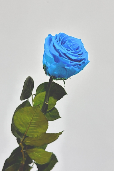 Rosa Preservada Premium Azul Turquesa 7x55Hcm
