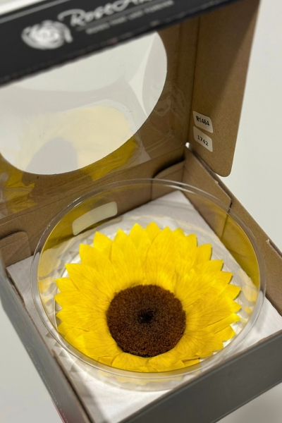 Girasol Preservado Premium XXL 10cm