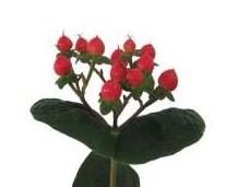 Hypericum Hol. Globo Punch 60cm "T25" Rj.