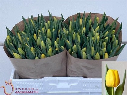 Tulipan Hol. Lobke Amarillo 40cm