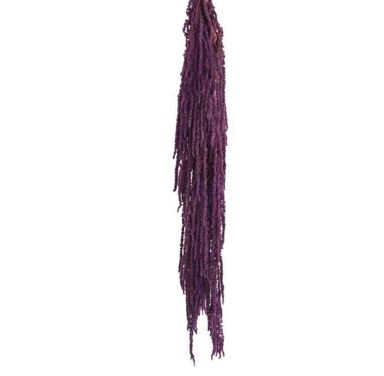 Amaranthus Preservado Morado 40-70cm 150g