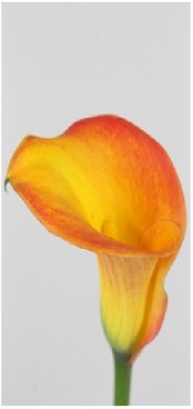 Calla Morning Sun 50cm
