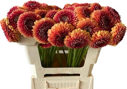 Gerbera Mini Hol. Pomponi Beaker x20