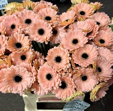 Gerbera Mini Hol. Cheers x20