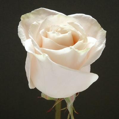 Rosa Col. Blanca 50cm