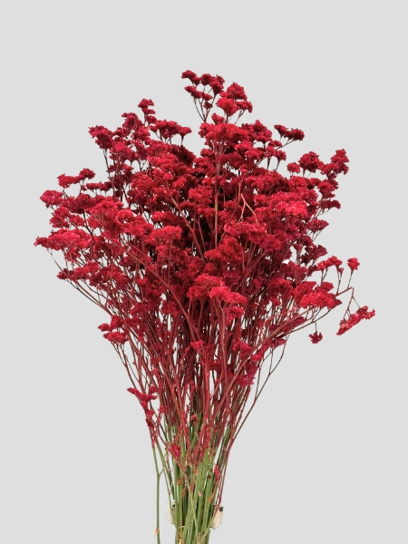 Limonium Nac. Chino Pintado Rojo 70cm Paq.