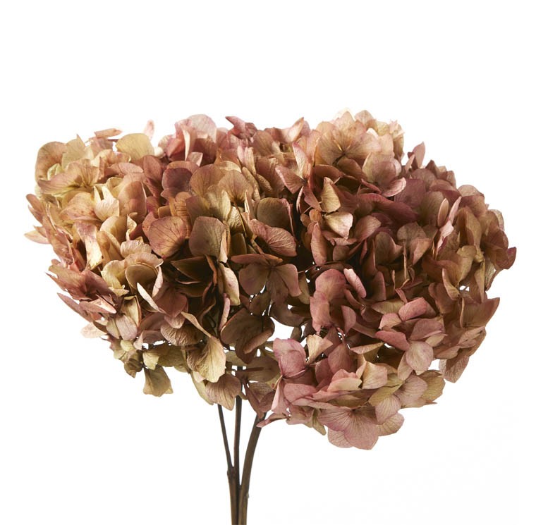Hortensia Preservada Bicolor Natural/Rosa 18-25cm