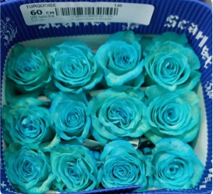 Rosa Ecu. Tintada Turquesa 60cm  "T20"