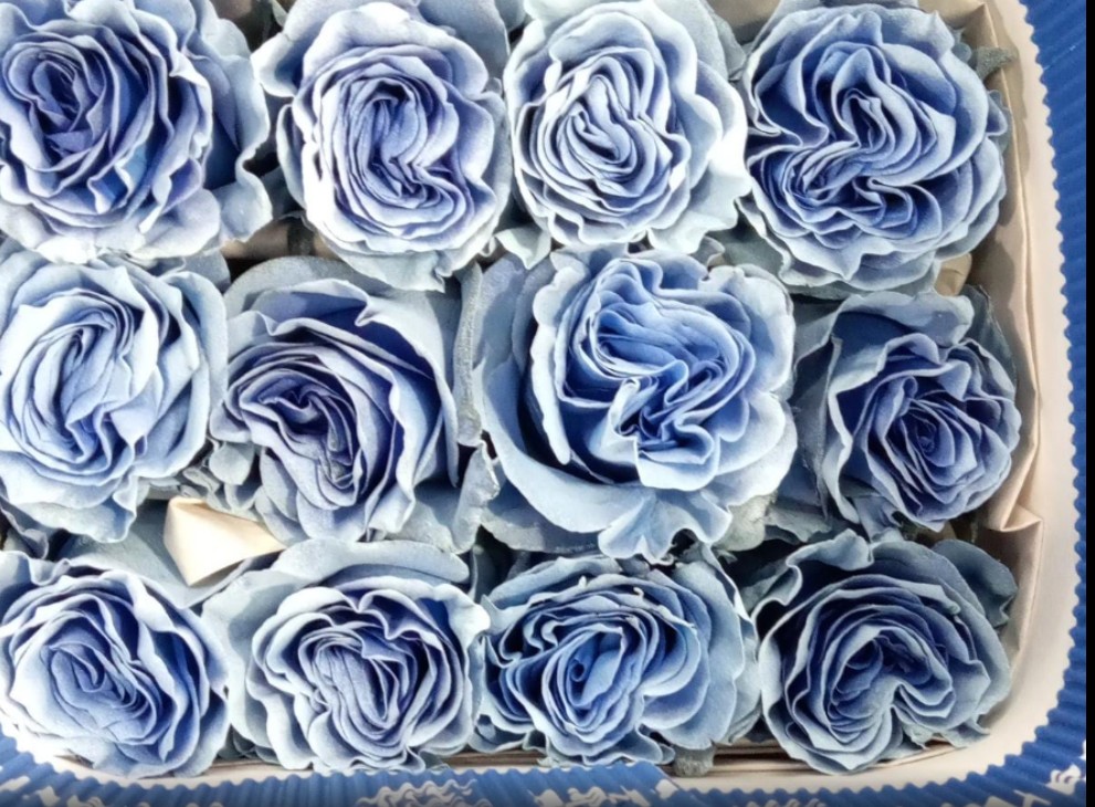 Rosa  Ecu. Tintada Sky Blue 60cm