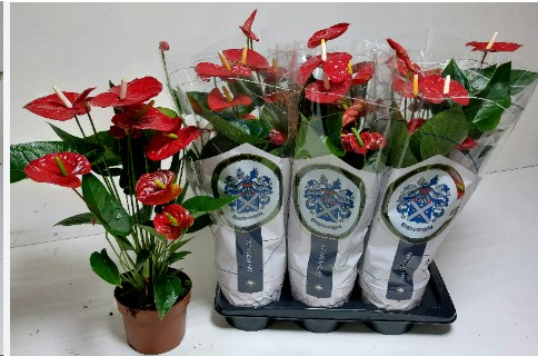 P. Anthurium An Jambo Red 17/65cm x6  7-Flores