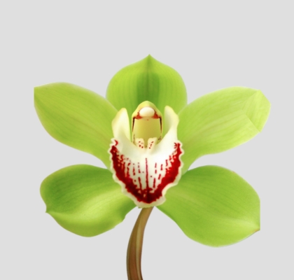 Cymbidium Machteld 80cm Vd. (7 Dias - 2�)