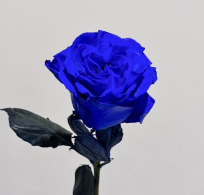 Rosa Ecu.  Tintada Mondial Azul 50cm x20