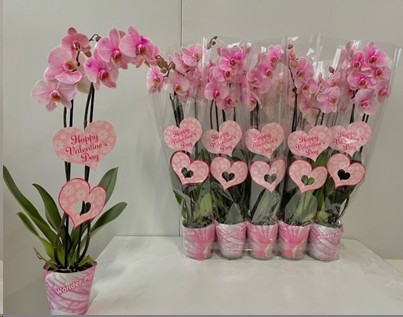 P. Phalaenopsis Ov. Tintada Rosa 12/70cm   2T x10 -Valentin-