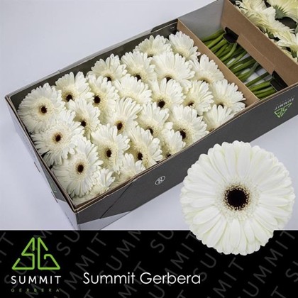 Gerbera Hol. Owen Plus x25 Bl