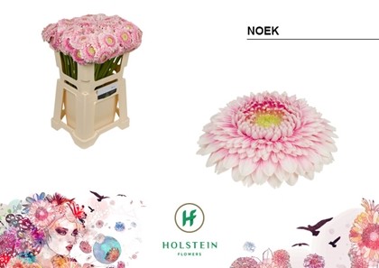 Gerbera Mini Hol. Gerponi Noek "T20"