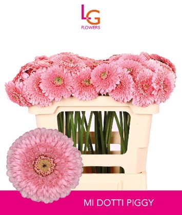 Gerbera Mini Hol. Gerponi Piggy "T20"