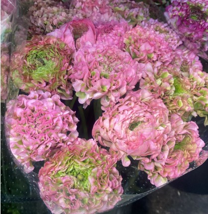 Ranunculos Italia Pon Pon Aurora 45cm