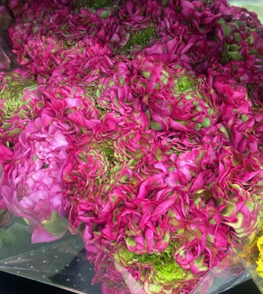 Ranunculos Italia Pon Pon Cerise 45cm