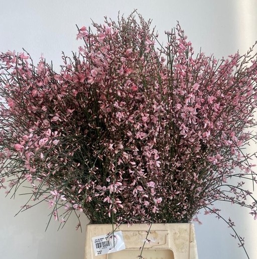Ginestra Italia Tintada Pink 70cm 400gr