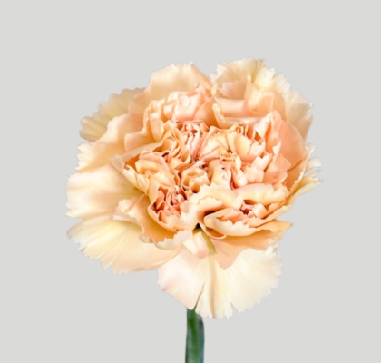 Clavel Nac. 55cm Altamira