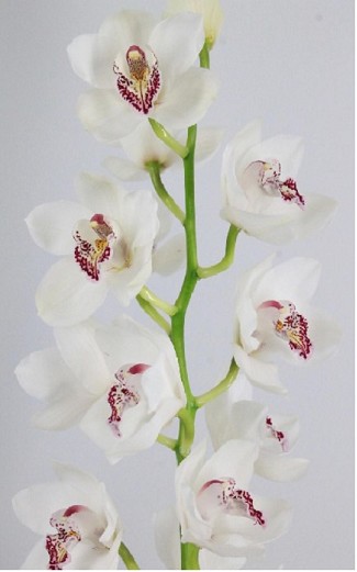 Cymbidium Vanity 50cm Bl (7 Dias - 2)