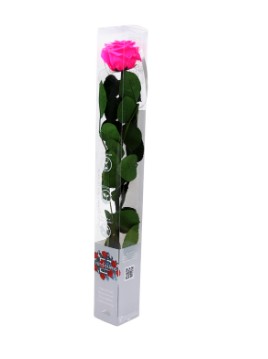 Rosa Preservada Verdissimo Fucsia 5.5x55Hcm