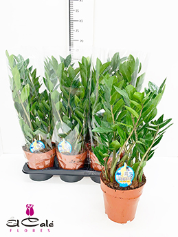 P. Zamioculca Zamiifol 17/65cm x6    6-Ramas