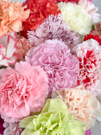 Clavel Nac. 70cm Mixto (7 Dias - 2)