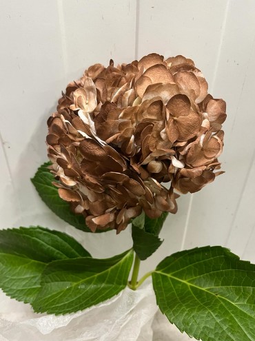 Hortensia Select Tint. Coffee 60cm 15/16