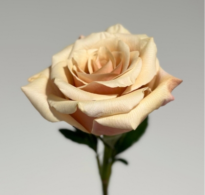 Rosa Col. Mother of Pearl 60cm