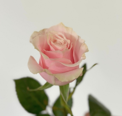 Rosa Col. Pink Mondial 60cm Rs.