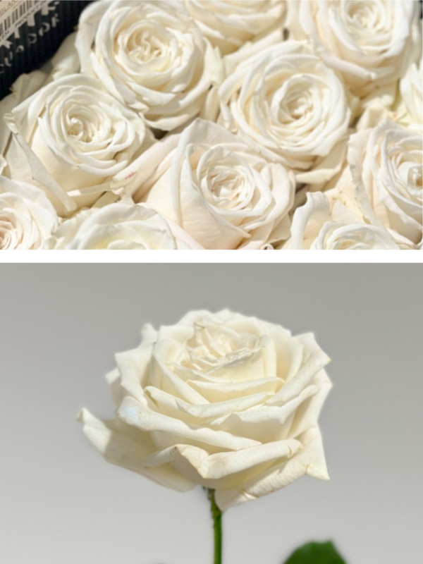 Rosa Col. Playa Blanca 60cm