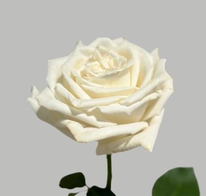 Rosa Col. Playa Blanca 50cm