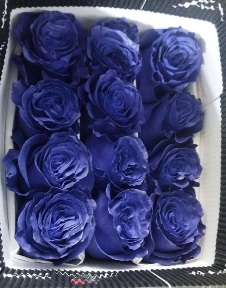Rosa  Ecu. Tintada Purple 60cm