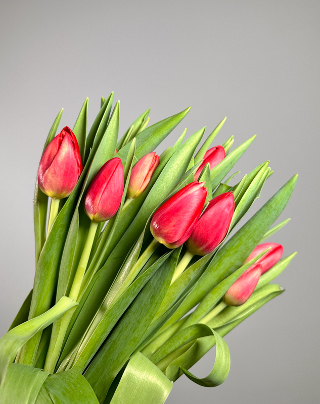 Tulipan Hol. Red Soldier 40cm Rj.