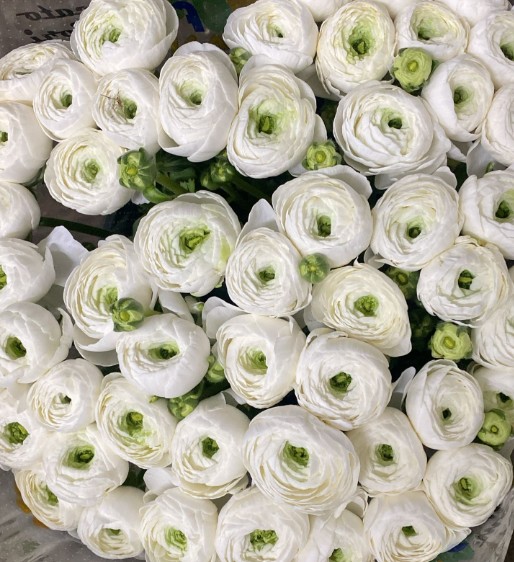 Ranunculos Italia "Cloni Extra" Blanco 45cm