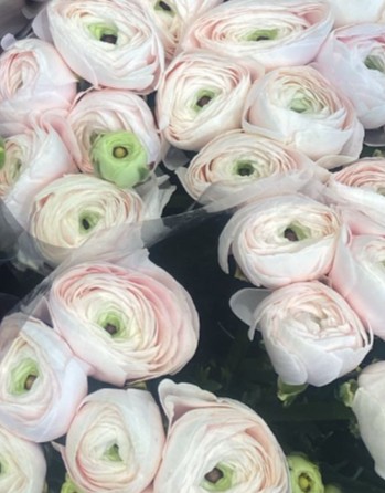 Ranunculos Italia "Cloni Extra" Hanoi 45cm