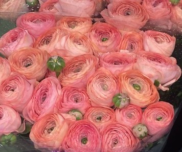 Ranunculos Italia "Cloni Extra" Verene 45cm