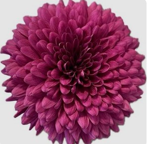 Uniflor Ecu. Lamira Lil.